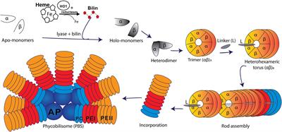 The phycoerythrobilin isomerization activity of MpeV in Synechococcus sp. WH8020 is prevented by the presence of a histidine at position 141 within its phycoerythrin-I β-subunit substrate